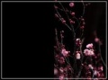 2013年2月1日 (五) 03:06的版本的缩略图