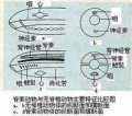 2012年6月14日 (四) 07:53的版本的缩略图