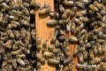 2012年6月14日 (四) 07:38的版本的缩略图