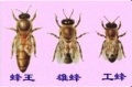 2012年6月14日 (四) 07:41的版本的缩略图