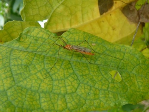 0P1150295.JPG
