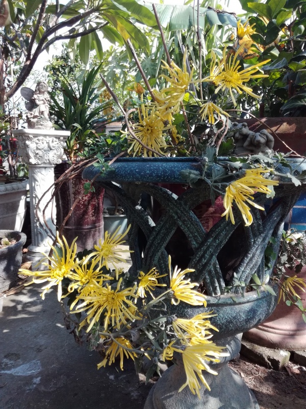 IMG 20171204菊花.jpg
