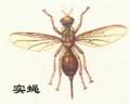 2012年4月5日 (四) 03:31的版本的缩略图