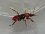 0P1130769s.JPG