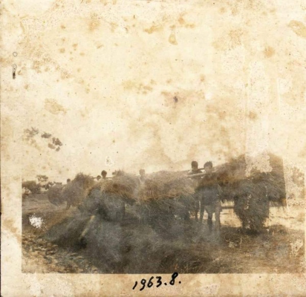 1963花都农忙照片02.jpg