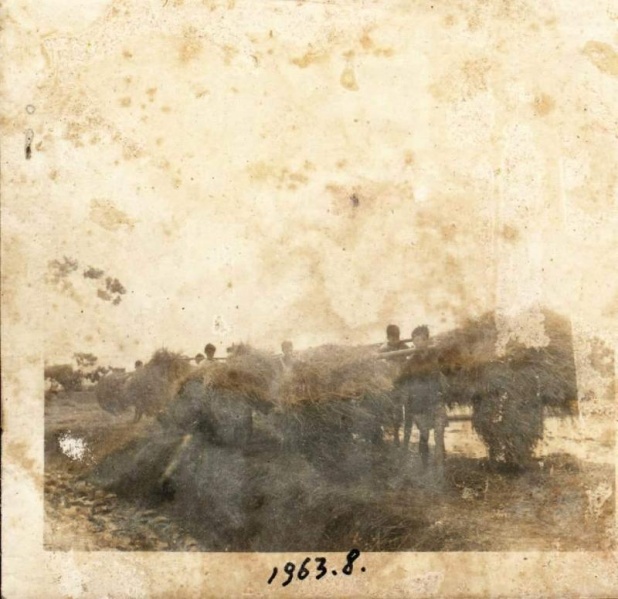 文件:1963花都农忙照片02.jpg