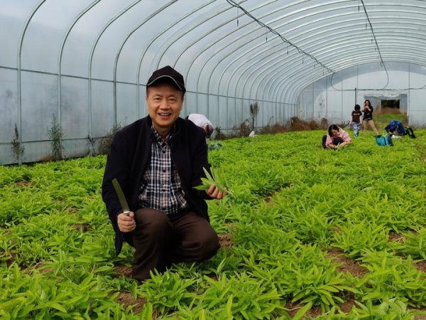 多伦多华裔蔬菜采摘15.jpg