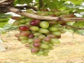 2012年6月17日 (日) 13:20的版本的缩略图